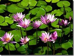 040910-192959-Water lilies111